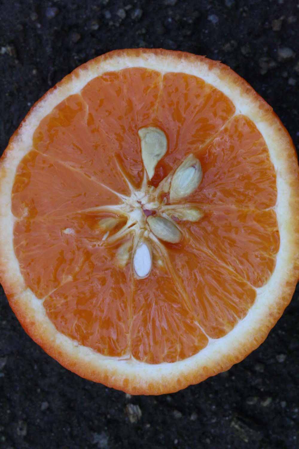              Fruit cross-section (Lindcove, CA)       